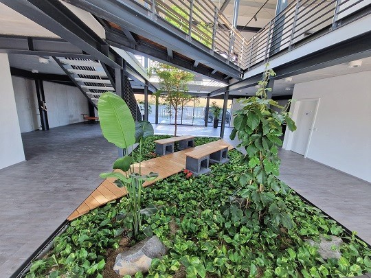 Atriumbepflanzung Baum bucida arzthaus