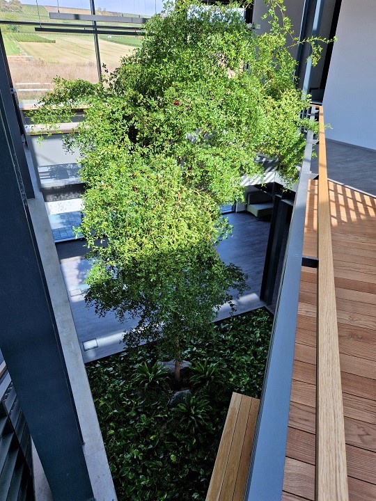 Atriumbepflanzung Baum bucida rheinland pfalz