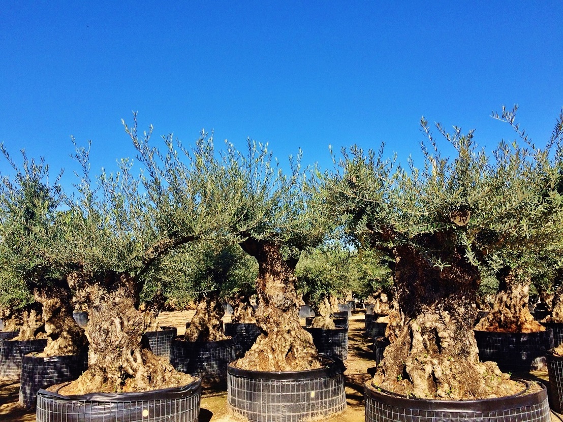 alter grosser olea olivenbaum mallorca balearen kaufen