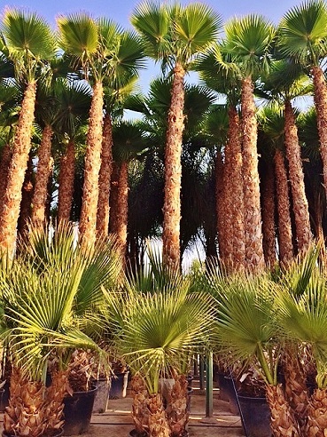 Washingtonia palmen ibiza mallorca kaufen