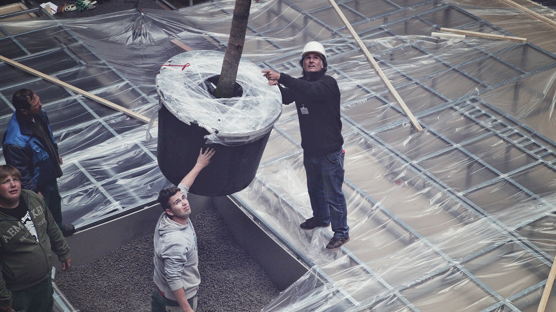Plant Bucida tree with the help of a mobile crane and open roof in the middle of the atrium