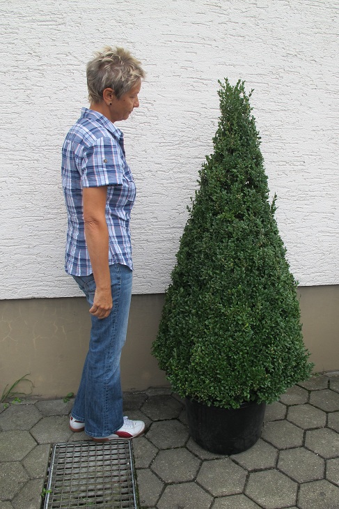 Buchskegel kaufen online buxus shop Buchskegel 150 cm