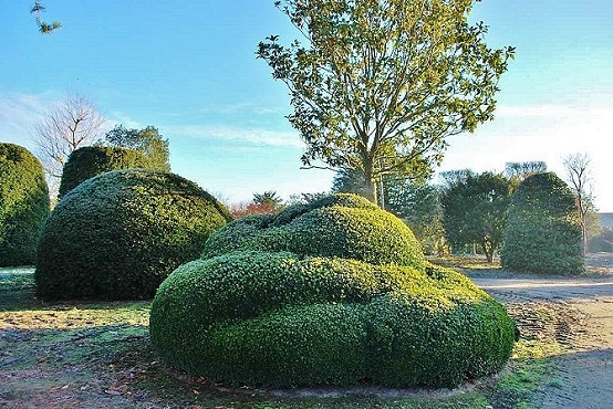 Buxus sempervirens topiary