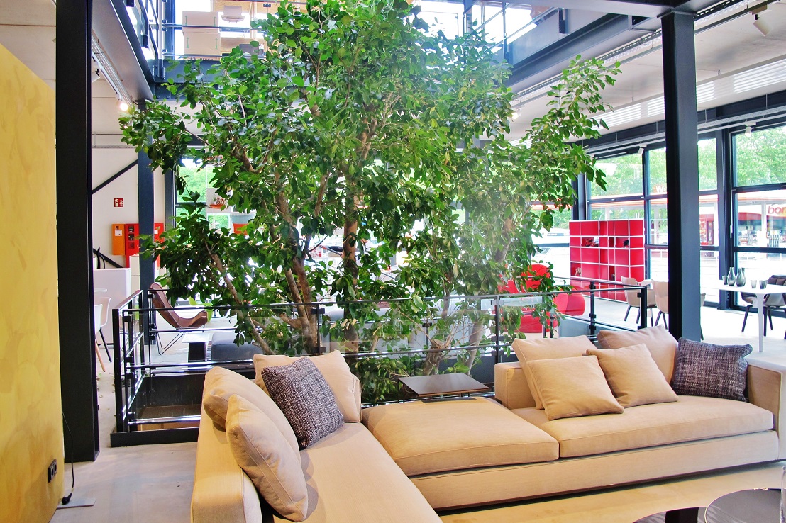 Trees and plants for furniture store and kitchen studio buy