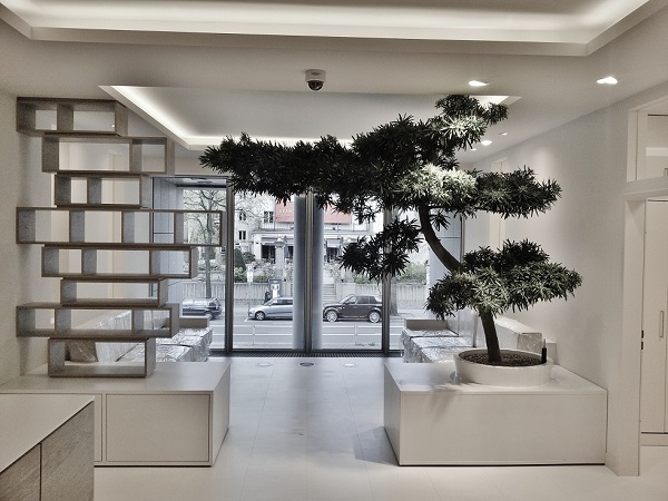 podocarpus steineibe bonsai praxis begruenung pflanze kaufen