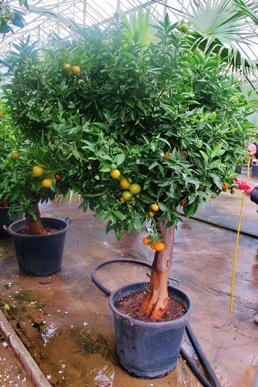 Mandarin tree with a thick stem