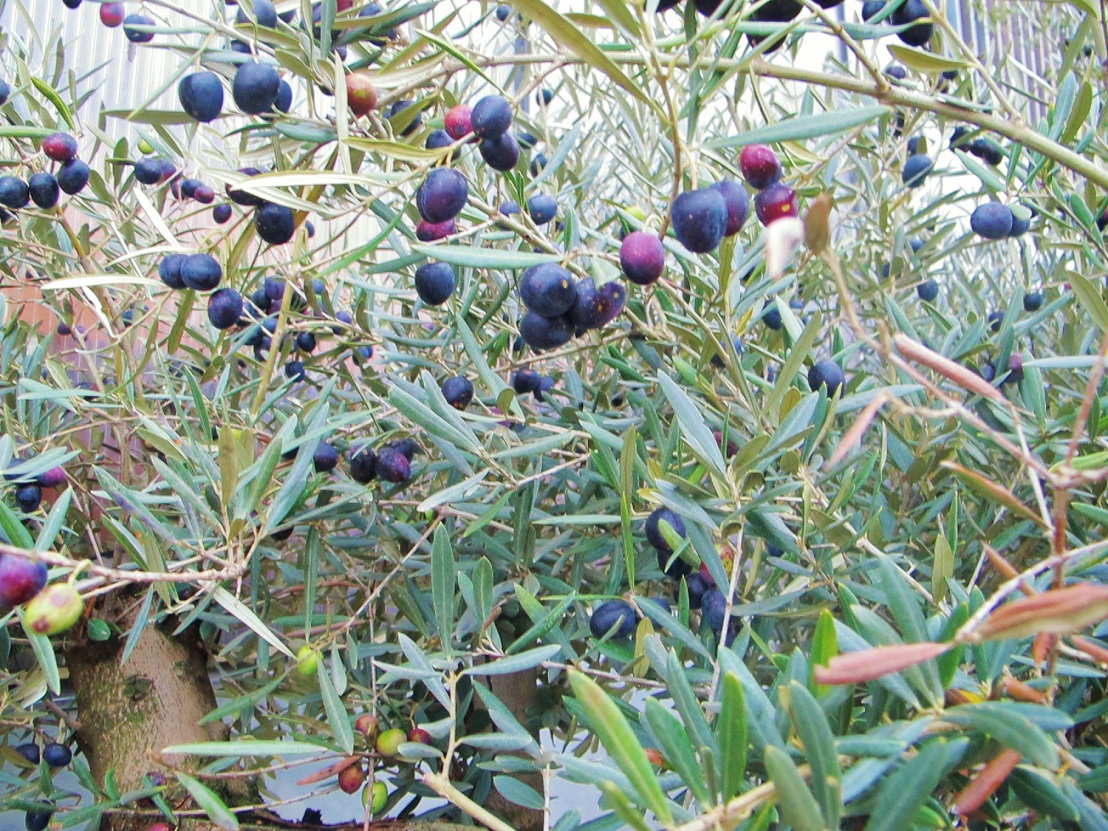 Olivenbaum Olea europaea kaufen