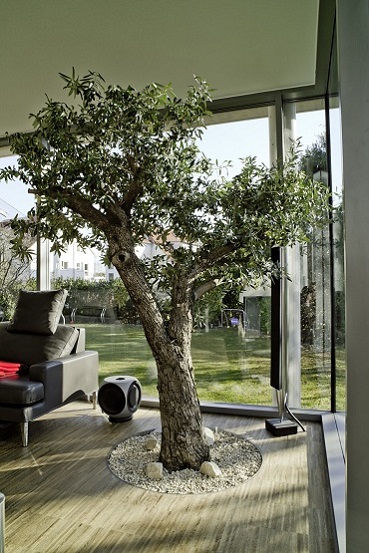 Olivenbaum olea europaea Wintergarten