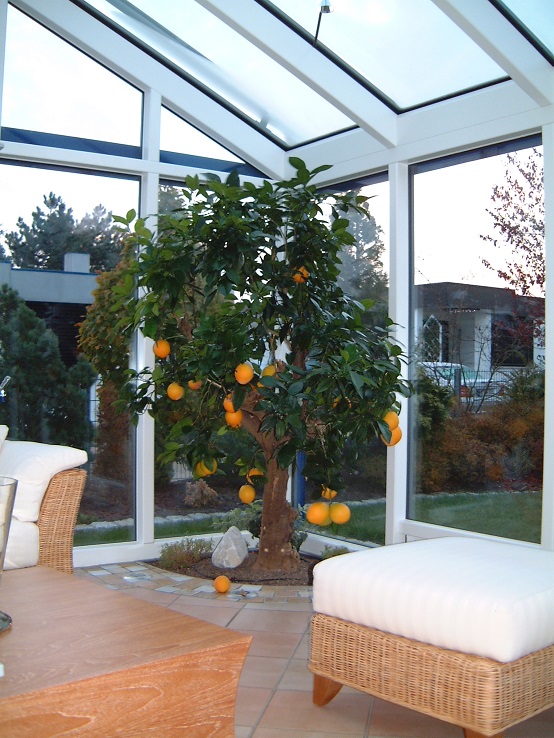 Orangenbaum im Wintergarten
