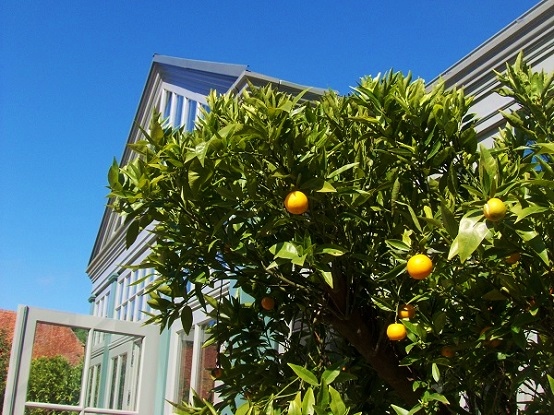Orangenbaum citrus sinensis kaufen orangerie