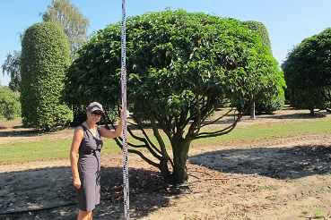 Prunus lusitanica Kugel Mehrstamm 350 400cm