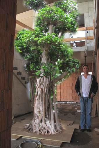 ficus microcarpa bonsai