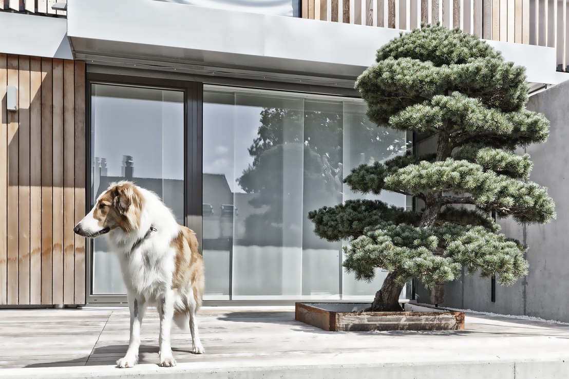 Pine-Pinus bonsai, planted on modern terrace in Bern - Switzerland - buy online