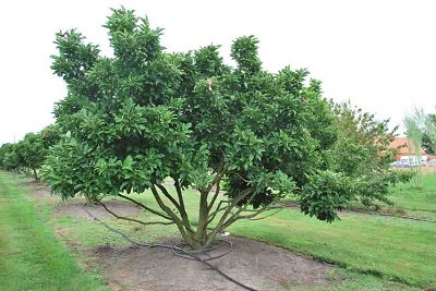 Magnolia Susan 250-300 kaufen