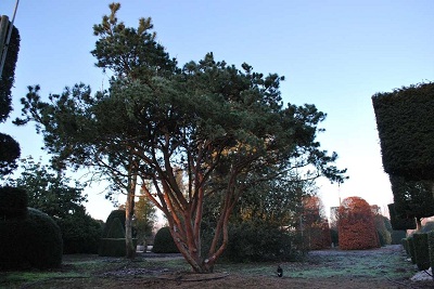 Pinus sylvestris Watereri Nana Zwergkiefer 350-400 kaufen