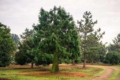 Sequoiadendron giganteum mammutbaum 600 kaufen