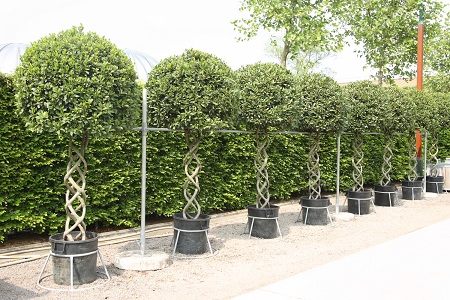 Lorbeerbaum geflochtenen Hochstamm kaufen