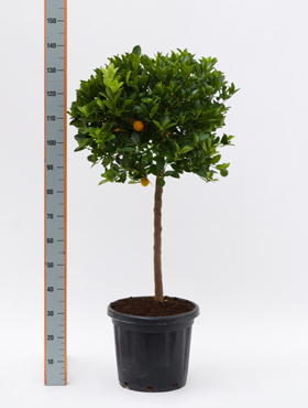 Bitterorange - calamondin - Hochstamm kaufen und frei Haus liefern lassen