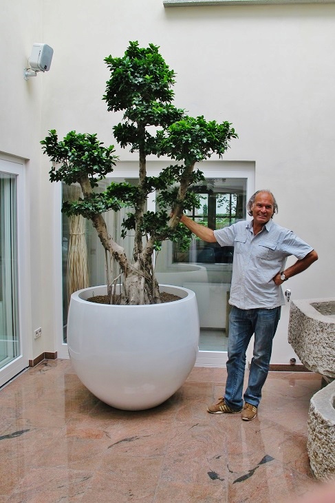 microcarpa tropischer bonsai atrium online kaufen
