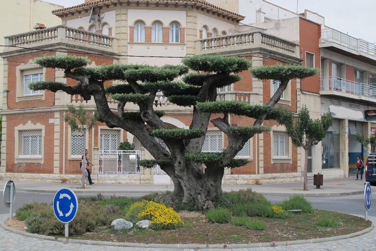 olive_tree_horizontalis_macrobonsai_plant_traffic