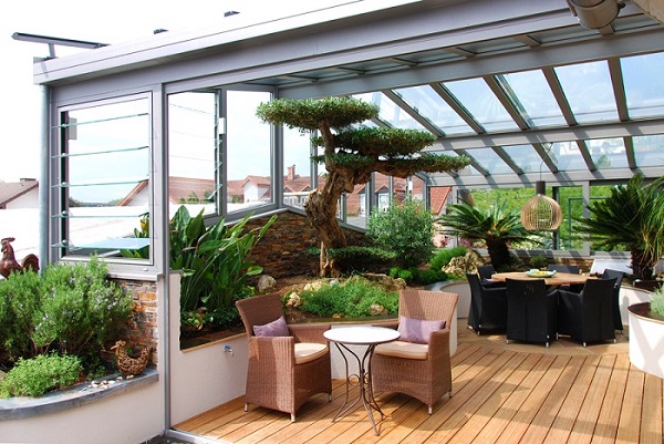olive_tree_horizontalis_wintergarden_conservatory_buy_big_plant