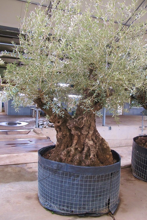 olea europaea alt dick kaufen nr 2902
