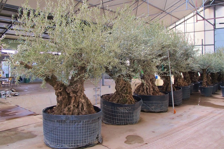 olea europaea gruppe 3 kaufen 