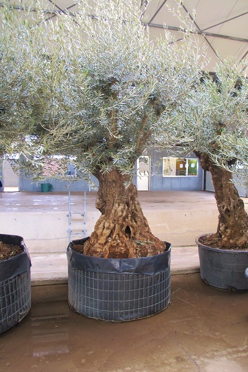 olea online kaufen nr 2905