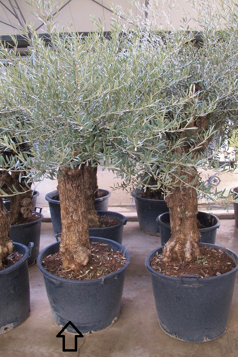 olivenbaum kaufen 2897