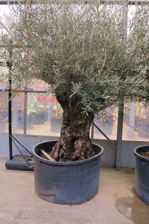 olivenbaum olea europaea kaufen nr 2916