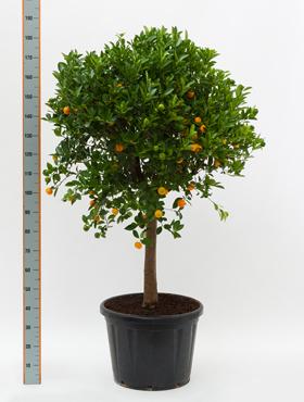 citrus calamondin hochstamm kaufen citrus calamondin hochstamm kaufen