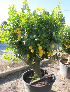 zitronenbaum citrus lemon kaufen