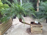 phoenix roebelenii Palme gebogener Stamm pool palme