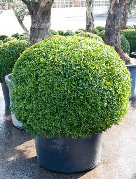 buchskugel 100 buxus sempervirens kaufen buchskugel 100 buxus sempervirens