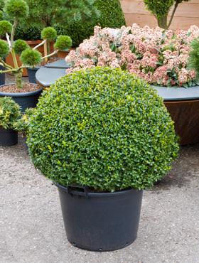 buchskugel 70 buxus sempervirens kaufen buchskugel 70 buxus sempervirens