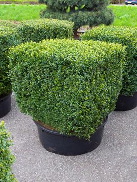 buchswürfel 80 buxus sempervirens kaufen buchswuerfel 80 buxus sempervirens