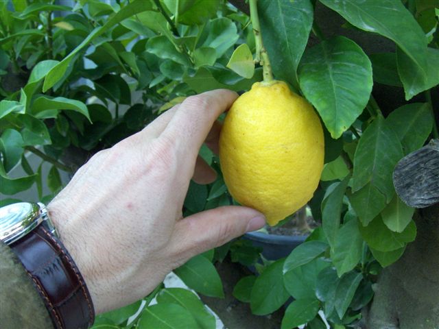 Botanic International Zitronenfrucht