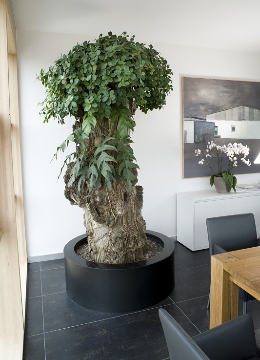 Ficus pandurata Pflanze im Konferenzraum botanic international