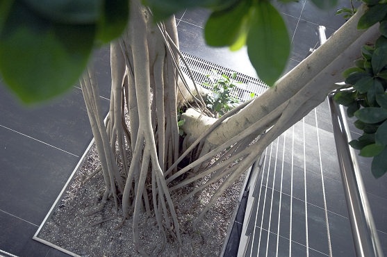 ficus microcarpa bonsai treppenhaus von oben