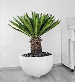 Cycas in fiberglas weiss