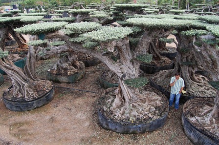 Olea macrobonsai Nr11