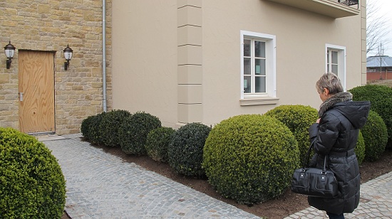 buchskugel buxus