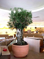 olivenbaum in PE-terragefaess kl