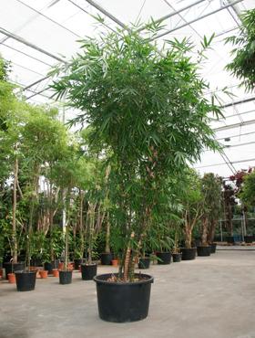 bambusa ventricosa botanic international