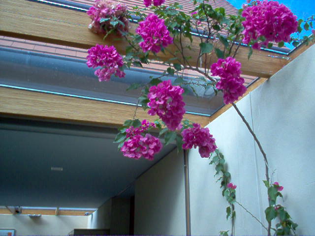 Bougainvilleae im Haus
