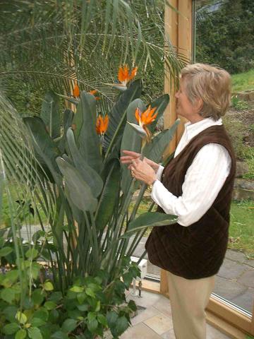 Strelitzia reginae im Wintergarten blühend / Neckartailfingen Strelitzie