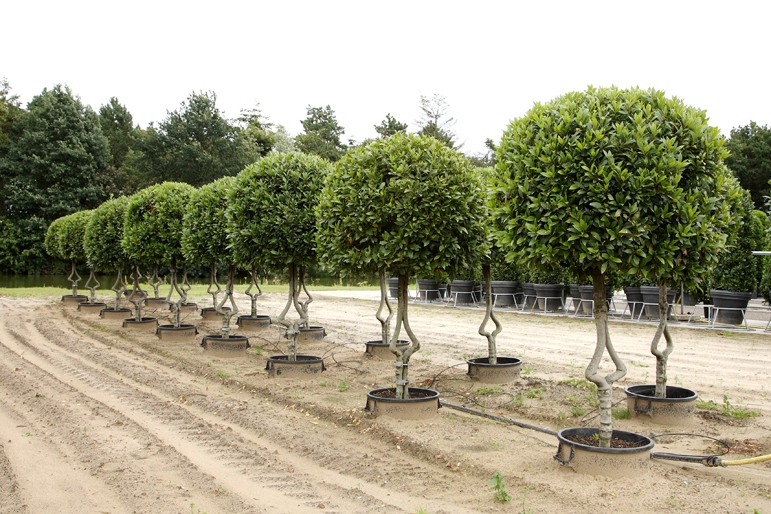 lorbeerbaum - Laurus nobilis - im Pflanzenshop kaufen Lorbeerbaum laurus nobilis kaufen