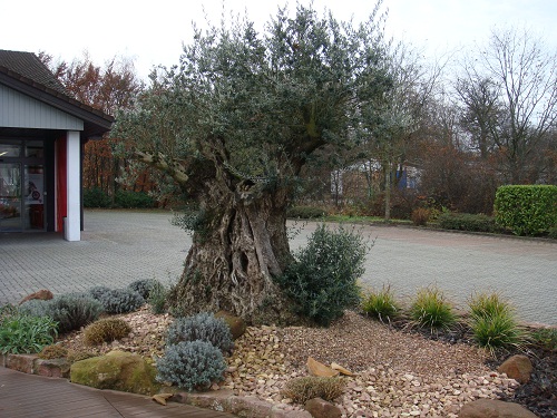 olivenbaum olea-europaea deutschland karlsruhe