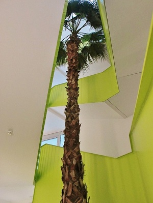 Raumbegruenung Washingtonia robusta palme
