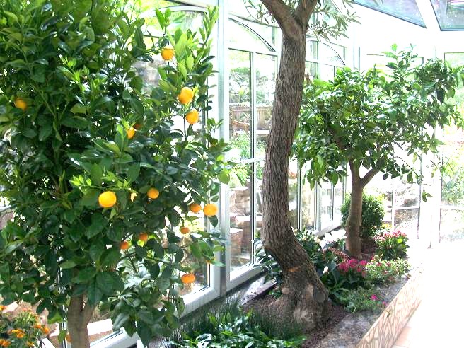 Wintergarten Begrünung bei Passau - Olivenbaum, Zitruspflanzen und andere mediterrane Pflanzen subtropischer Wintergarten mit Olive und Zierorange
